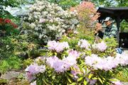 村上で「春の庭百景めぐり」開幕！城下町の邸宅や寺院に映える新緑、花々