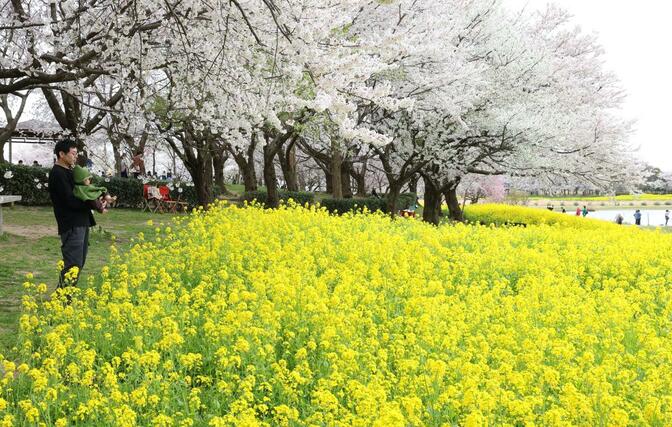 桜と菜の花が見頃を迎えた公園＝９日、新潟市西蒲区松野尾の上堰潟公園
