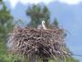ひながふ化したとみられるコウノトリの巣=5月29日、上越市三和区