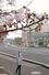 高めの気温が続き開花した桜＝３１日、新潟市中央区学校町通２
