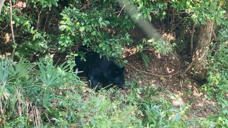 クマ、栄養状態良好でも人里出没 放置果樹が主因、東京農工大など