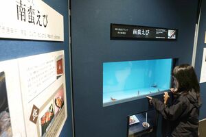 海の生き物が活動する上段の水槽と下段の食品サンプルを眺めて楽しむ子ども=4月19日、新潟市中央区西船見町