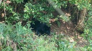 　島根県内の集落に出没したツキノワグマ（島根県中山間地域研究センター提供）