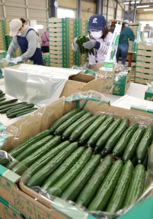 選果員が1本ずつ実の大きさや色つやを確認した選果作業=4月11日、新潟市南区鷲ノ木新田