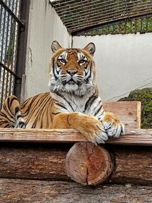 ベンガルトラの「未桜」=5月、長野県須坂市(須坂市動物園提供)