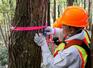 　枯れたミズナラに目印を付ける北海道の職員＝１０月、北海道函館市