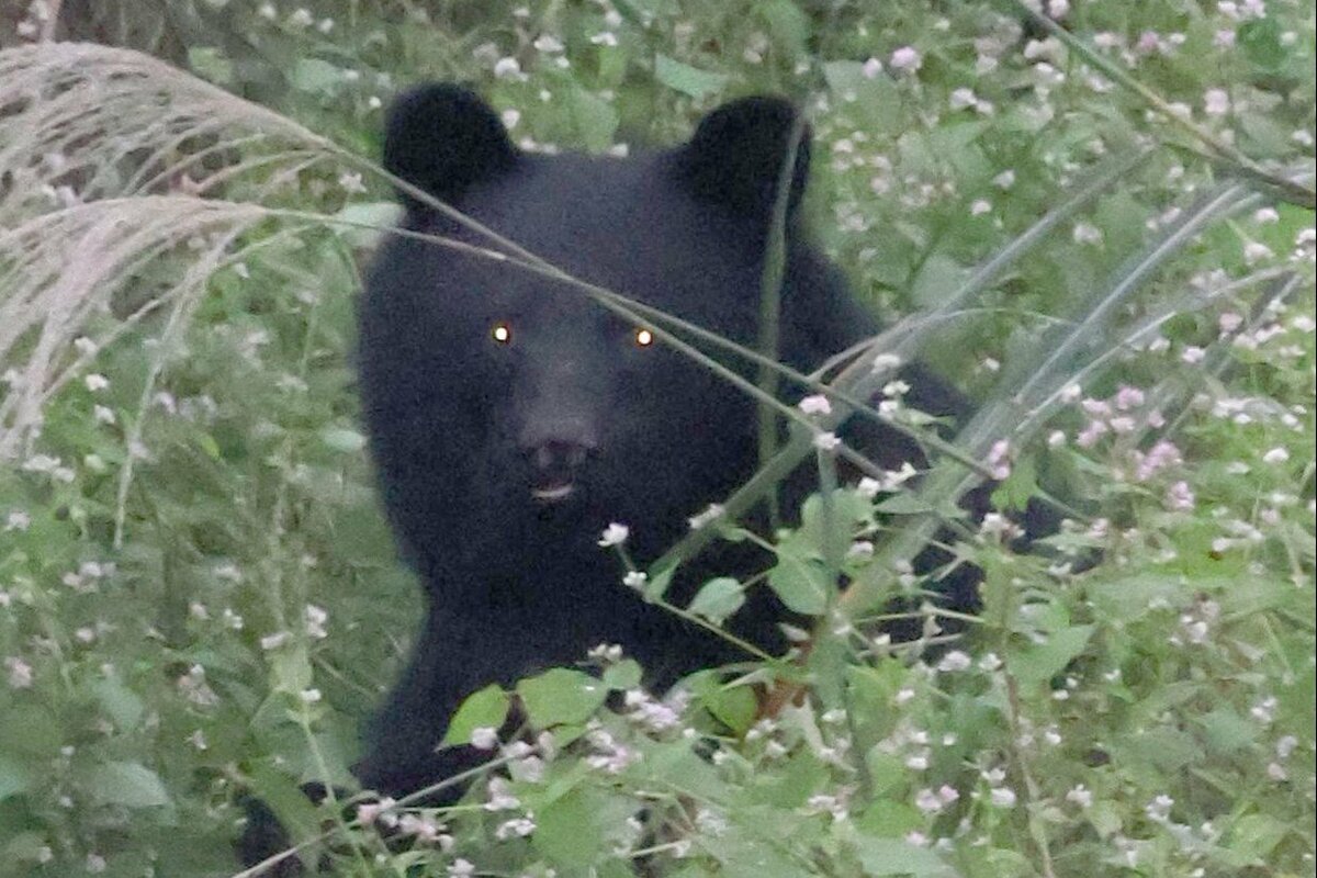 県内初、新発田市がふるさと納税で「熊対策」…返礼品なしの寄付募る