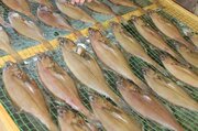 佐渡の魚、干物でうまみぎゅっと凝縮！アカガレイは念入りな下処理でおいしさ◎