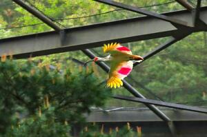 能登半島での放鳥に向け訓練中のトキ。餌を取ったり飛んだりする力を養っている=4月、佐渡市新穂正明寺(環境省提供)