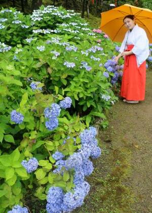 一般公開された熊野那智大社の「紫陽花園」=14日午前、和歌山県那智勝浦町