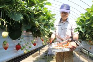 出荷のため真っ赤に色づいた越後姫を収穫する塚野憲男さん=5月16日、五泉市石曽根