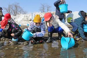 信濃川に鮭の稚魚を放流する児童たち＝２４日、小千谷市川井