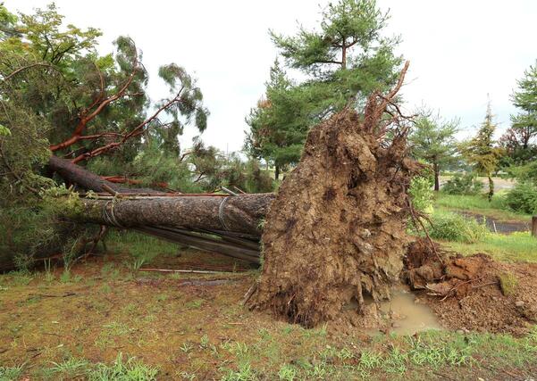 突風で根こそぎ倒れた木＝１１日、上越市三和区今保