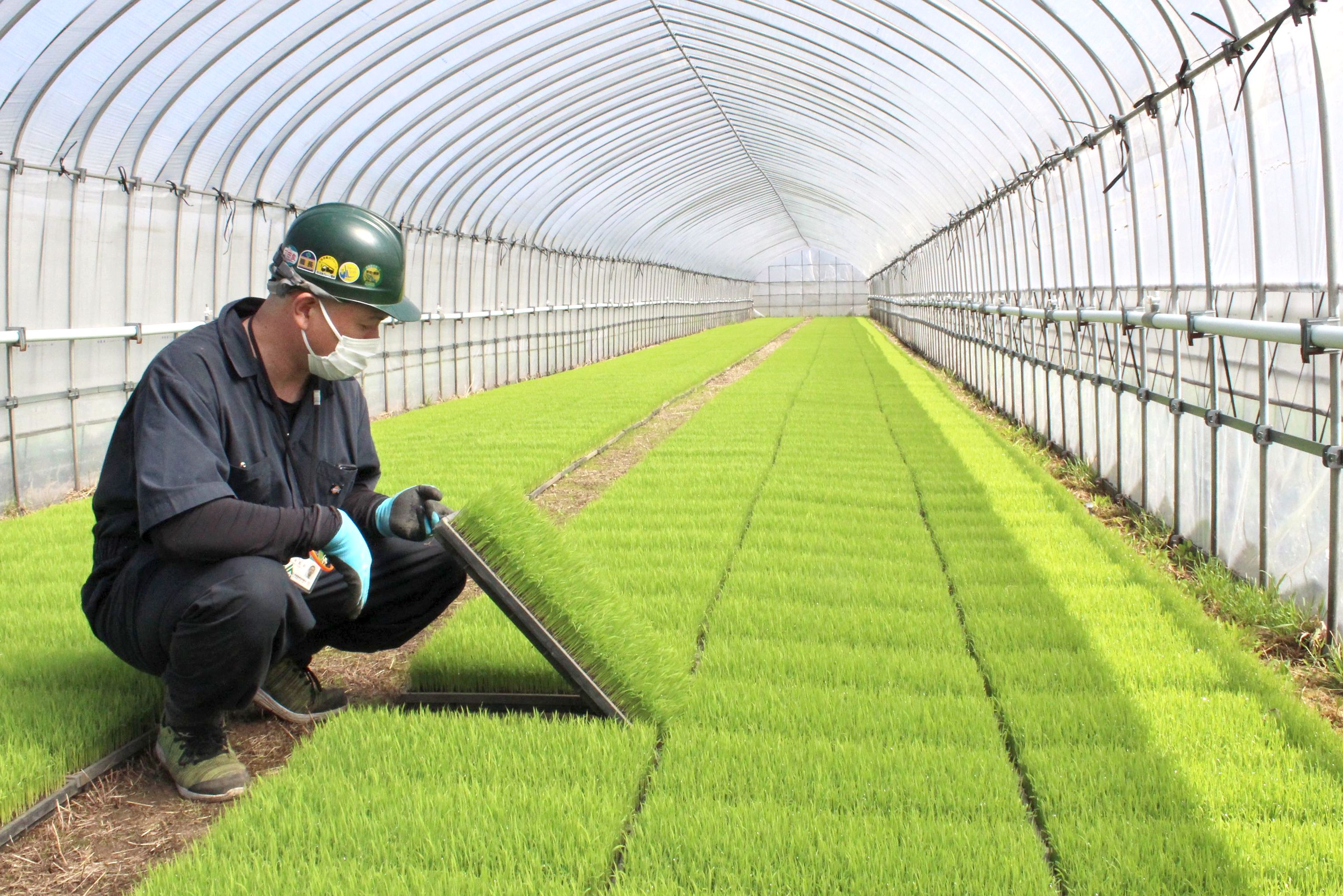 コメ品質向上目指し準備万端 新潟日報デジタルプラス