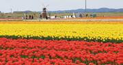 赤、ピンク、黄、色とりどりに咲きそろう　五泉市「チューリップまつり」 100万本が見頃 