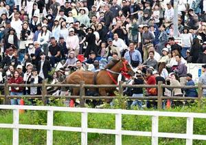 相馬野馬追の「甲冑競馬」で、コースの外に飛び出した馬=24日午後、福島県南相馬市