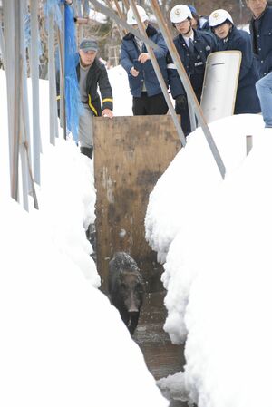 用水路に逃げ込んだイノシシ=2月12日、上越市三和区水吉