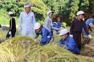 棚田でボランティアと共に稲刈りをする児童=小千谷市東吉谷