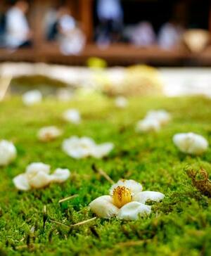 京都市右京区の東林院で見頃を迎えた「沙羅双樹の花」=11日午前