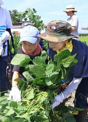 柏崎市が行った枝豆の収穫や選別作業を体験する催し=柏崎市矢田