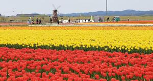 見頃を迎えたチューリップ畑＝１３日、五泉市一本杉