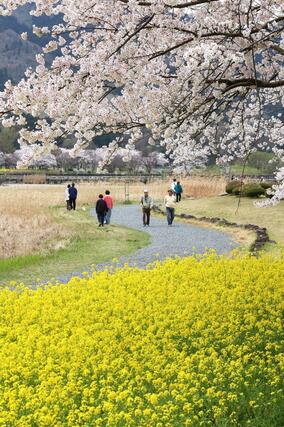 桜と菜の花が見頃を迎えた公園＝９日、新潟市西蒲区松野尾