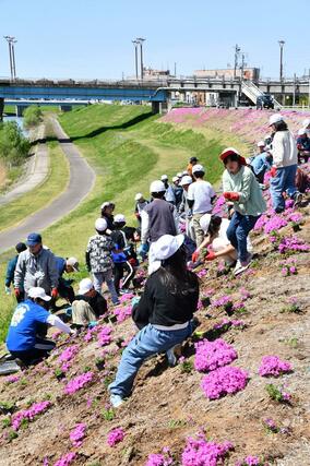 五十嵐川の堤防に芝桜を植える一ノ木戸小児童＝三条市