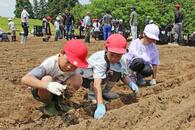 魚沼を花で彩り　咲いたら見に来るね♪堀之内・月岡公園で地元小学生40人が特産ユリの球根を植栽