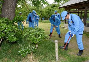 花を楽しませてくれた桜に感謝し、肥料を施す「お礼肥え」の作業=5月15日、上越市本城町