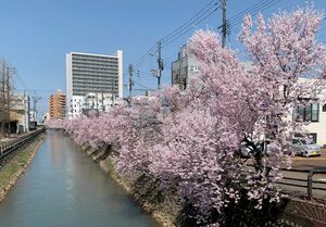 商店主らがライトアップを計画している儀明川沿いの桜並木=上越市本町4