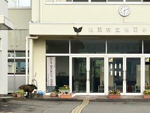 刈羽小学校生徒玄関前で近隣住民により目撃されたイノシシ１頭＝２６日午前６時ごろ、刈羽村の刈羽小学校