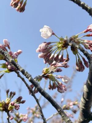 北海道南端の松前町で開花したソメイヨシノ=13日午後(松前町提供)