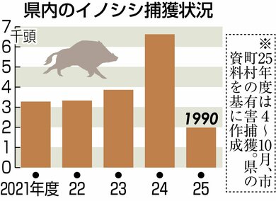 新潟県内イノシシ捕獲数が過去最多、4〜10月に1990頭 個体数の増加が