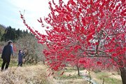 赤やピンクのハナモモ、春の集落染める　柏崎市谷根地区で500本満開♪「マナー守って楽しんで」