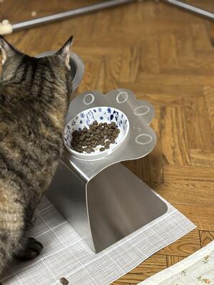フードボウルスタンドにはめたボウルに入った餌を食べる猫