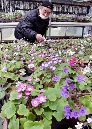 色鮮やかな花を咲かせ見頃を迎えた雪割草=3月13日、佐渡市小木