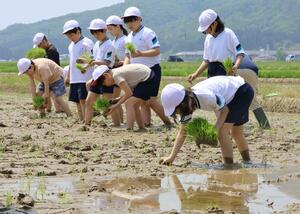 御田植祭の後、伊彌彦米の苗を植えた弥彦小5年生=弥彦村麓