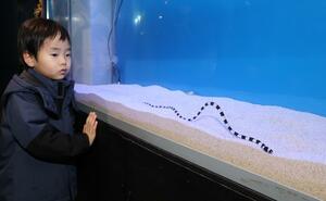 しましま模様が来館者の注目を集めているシマウミヘビ=1月3日、長岡市の寺泊水族博物館