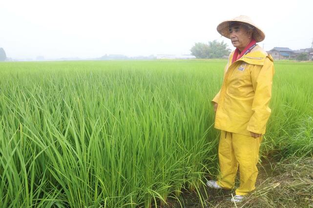 出穂期を迎えた田んぼの前に立つアグリ・システムの斎藤斗南代表=5日、新発田市
