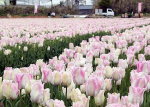 「恋心」などが見頃を迎えたチューリップ畑=4月19日、佐渡市八幡