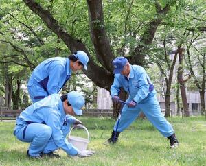 花を咲かせた桜に感謝し肥料を施す「お礼肥え」=上越市本城町