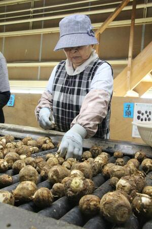 選別される五泉市特産のサトイモ「帛乙女」＝１２日、五泉市一本杉