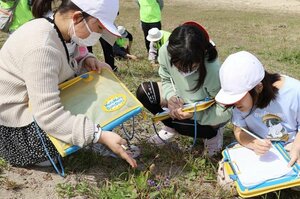 セナミスミレの花を観察する瀬波小5年生=村上市瀬波温泉1