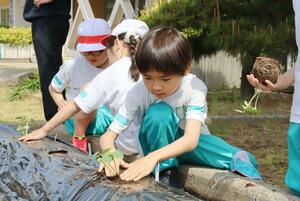 なないろ野菜などの苗を植えた巻北小学校の児童たち=新潟市西蒲区竹野町