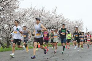 桜並木のコースを駆ける燕さくらマラソン大会の参加者=燕市五千石
