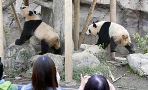 双子のジャイアントパンダの雄シャオシャオ(右)と雌レイレイ=2024年4月、東京・上野動物園