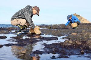 岩ノリの生育状況を確かめる山本照夫さん（右）ら＝佐渡市沢崎