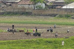 　北朝鮮北西部・新義州で農作業をする人たち＝２０２４年５月、中国・丹東から撮影（共同）