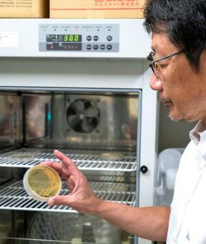 こうじ菌の様子を見る玉置尚徳・鹿児島大教授=鹿児島市