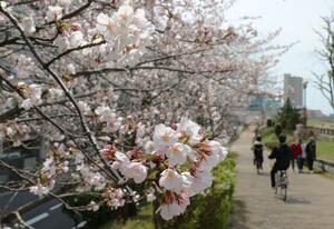 桜が満開となった新潟市中央区＝４月１１日